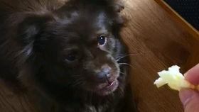 狗吃瓜的意思,揭秘宠物界的趣味生活瞬间