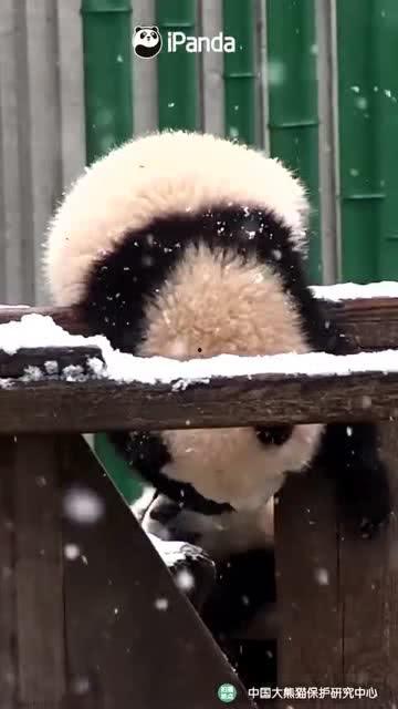 吃瓜小熊山东菏泽