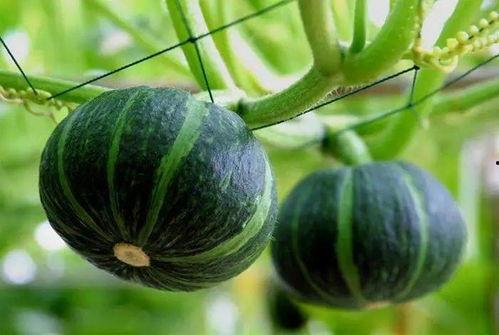 吃贝贝瓜,探寻贝贝瓜的独特魅力