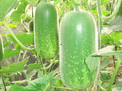 见过仙女吃瓜视频大全,全网热议！