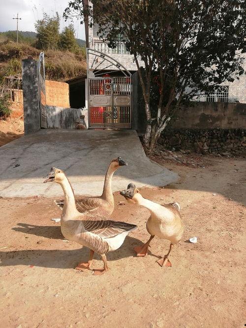 鹅可以吃瓜种子吗,探索鹅的饮食习惯与瓜种营养