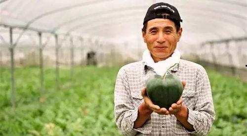 日本农民吃瓜视频,传统农耕生活趣味横生