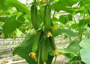 天津俞因吃瓜,一场网络热议的瓜田奇谈