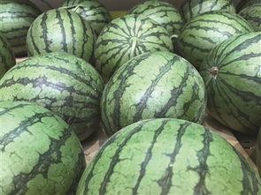 吃瓜不瓜地瓜,揭秘地瓜的神奇魅力