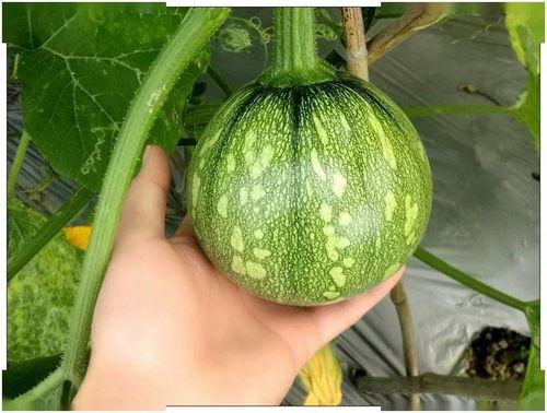 小顾在线吃瓜,揭秘娱乐圈幕后故事