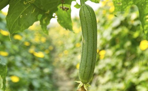 云兰吃瓜什么意思,揭秘网络热词背后的趣味与内涵