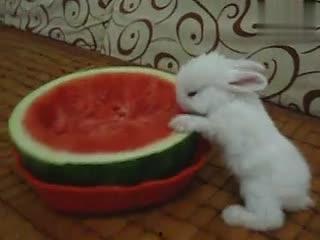 兔子可以吃密瓜吗,揭秘兔子饮食之谜