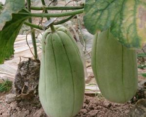 日本脆瓜怎么吃,解锁清新口感新境界