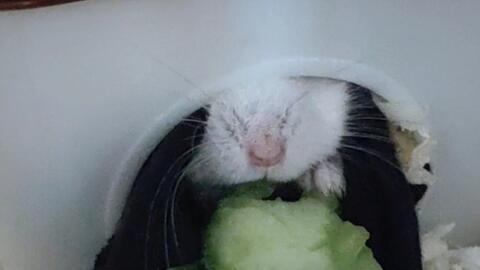 小仓鼠吃瓜降温,夏日清凉小妙招