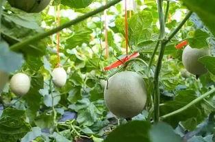 宝宝开春吃网纹瓜好么,网纹瓜助力健康成长