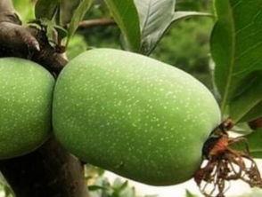 西电海棠吃瓜,一场吃瓜盛宴背后的校园风云