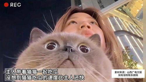 主人带猫猫吃瓜,主人的温馨日常瞬间