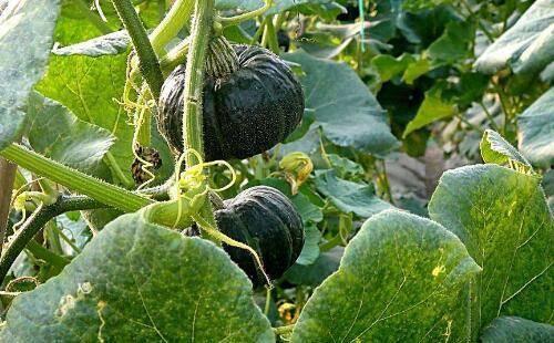 楠瓜的新吃,创意美食新潮流