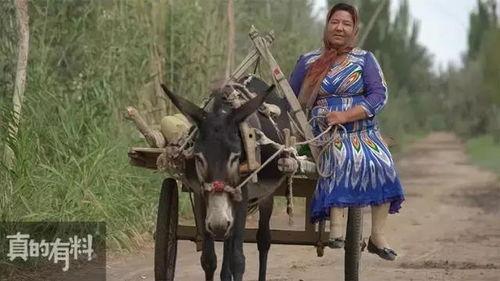 吃瓜骑马事件,揭秘网络热点的背后真相