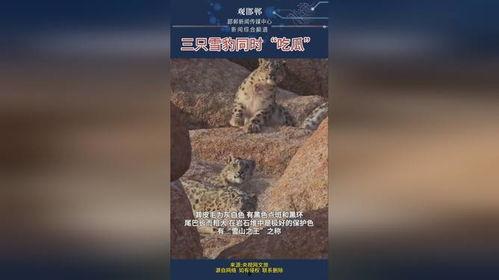 雪豹瓜怎么吃,解锁美味新体验