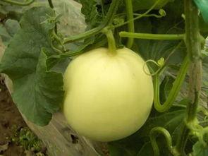 晋城巴公吃瓜,夏日消暑新风尚